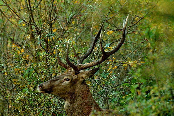 Ancora cervi